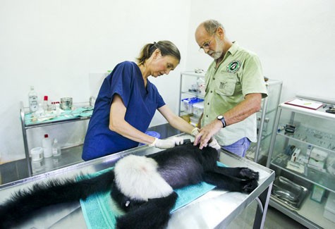 Chuyên gia động vật học Tilo Nadler và bác sĩ thú y Ulvicke Streicher (trái) khám sức khỏe cho một con voọc đã bị gây mê.